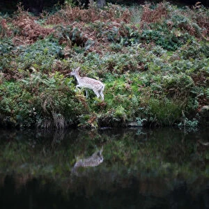 A Fallow deer grazes on the banks of the River Lin in Newtown Linford, central England