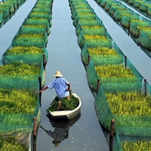 A farmer feeds his eels at a pond in Zhanggou County of Xiantao city