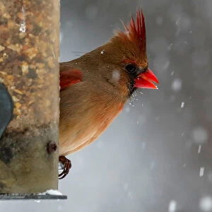 A female Northern Cardinal sits on a bird feeder in falling snow in the Village of Valley