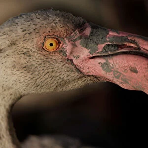 A flamingo is seen in a corral before being fitted with an identity ring at a lagoon in
