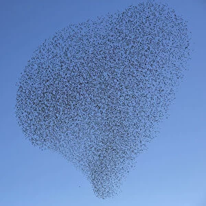 A flock of starlings fly over an agricultural field near the southern Israeli city
