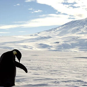 Reuters Collection: Antartica