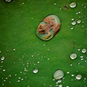 A frog is pictured on the leaf of a lotus after the rain at a pond in Lalitpur