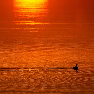 Great crested grebe swims in a lake as the sun rises near the town of Vileika