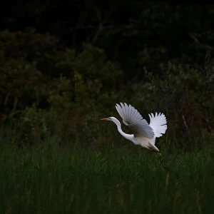 Great egret flies at a lake near the village Sosenka