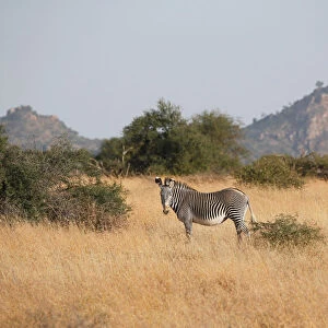Kenya Metal Print Collection: Wildlife