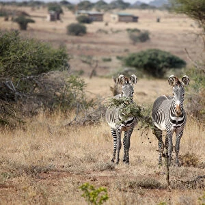 Grevys zebras are seen at the Mpala research centre in Laikipia County