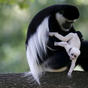 A guereza monkey (Colobus Guereza) holds a newborn baby at Prague Zoo