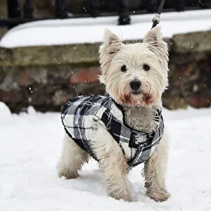Harvey, a 3 year old West Highland Terrier dog walks in the snow in Dublin