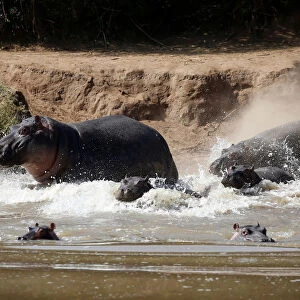 Hippos run into a river at the Mpala Research Centre in Laikipia County