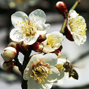 Honeybee collects nectar from blossoms of Japanese plum tree in Tokyo