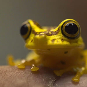A Hypsiboas picturatus frog is pictured at the Jambatu Center for Research and Conservation