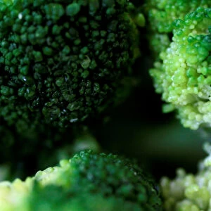 Illustration photo of broccoli