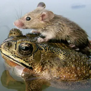 Print of a mouse on a frog in floodwaters Print of a mouse on a frog in floodwaters