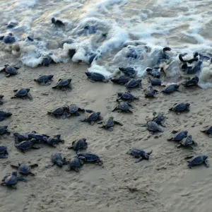 Print of Sea Turtle Hatchlings on Rushikullya Beach Print of Sea Turtle Hatchlings on Rushikullya Beach