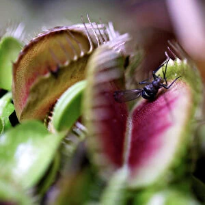 An insect lands on a Venus flytrap, a meat-eating plant on display at the carnivorous