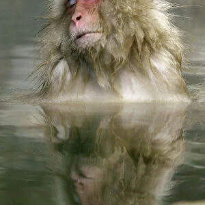 Japanese monkey bathes in hot spring in Yamanouchi, central Japan
