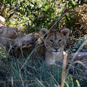 Lion cubs are seen in the bush in the Msai Mara National Reser