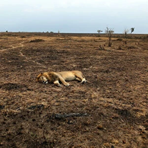 A lion rests in Msai Mara National Reserve