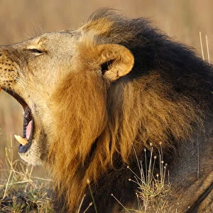 A lions yawns at Nairobis National Park
