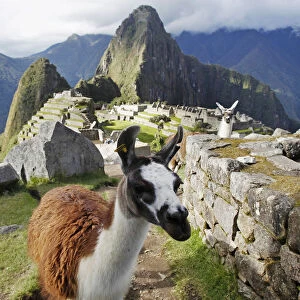 Llamas are seen in front of the Inca citadel of Machu Picchu in Cusco