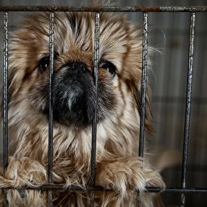 Local-bred Pekingese dog stands in a cage at local animal breeder Zhang Lei in Beijing
