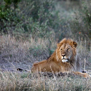 A male lion lays near a female after mating in the Msai Mara National Reserve