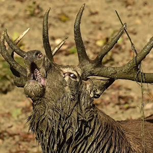 A male red deer, covered in mud, barks in Richmond Park in south west London