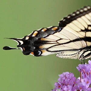Male Tiger swallowtail draws nectar from butterfly bush in Wilmington, Delaware