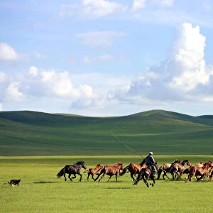 A man whips a herd of horses in Xilin Gol League