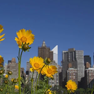 The Manhattan skyline is seen behind weeds and flowers on Roosevelt Island in New York