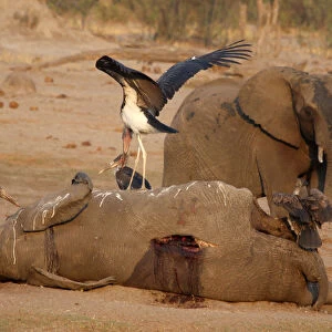 A marabou stork stands on an elephant carcass at a watering hole inside Hwange National