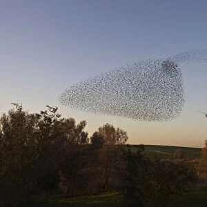 Migrating starlings fly in formation across the sky near the southern Israeli town