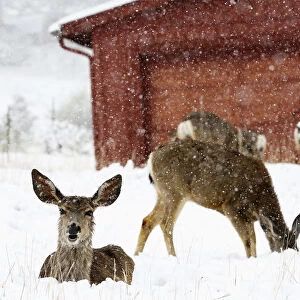 Mule deer are seen in snow during a late spring snow storm in Golden