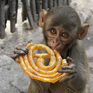 Musafir a pet monkey eats a Jalebi sweet on a pavement in Kolkata