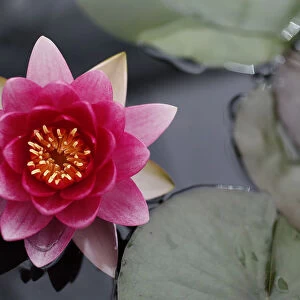A Nymphaea Attraction plant is seen during media day at the Chelsea Flower Show in