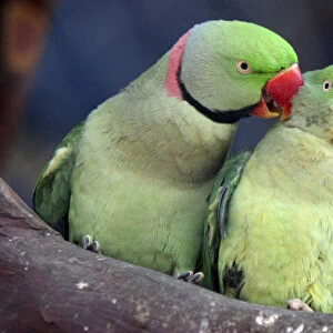 Parrots are seen inside their cage on the eve of Valentines Day in Chandigarh