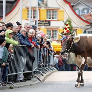People watch a cow decorated with flowers on its way to the cattle market in Appenzell