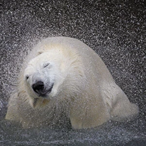 A polar bear shakes off water from its body at the St-Felicien Wildlife Zoo in