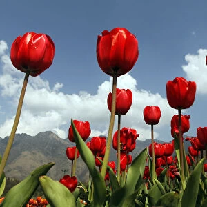 Red tulips are seen in full bloom inside Kashmirs tulip garden during Baisakhi festival