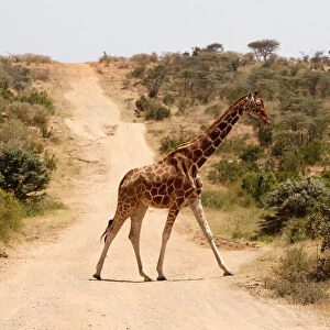 A reticulated giraffe crosses a road near the Mpala Research Centre in Laikipia County