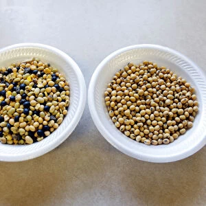 A sample of unprocessed soybeans next to a sample of cleaned