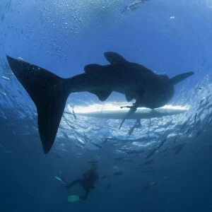 Philippines Photo Mug Collection: Whalesharks