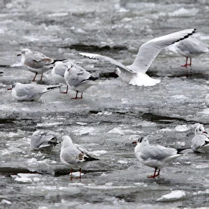 Seagulls sit on ice floes at the frozen historic harbour in downtown Berlin