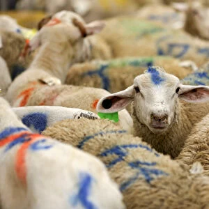 Sheep are photographed at a halal butchery ahead of their sacrificial slaughter on Eid