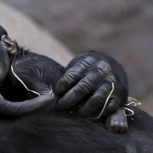 Shinda, a western lowland gorilla, holds her newborn baby in its enclosure at Prague Zoo