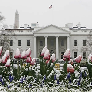 Snow covers tulips blooming in Lafayette Park across from the White House after a