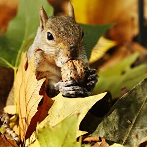 A squirrel eats a nut among a pile of autumn leaves at St Jamess Park in London