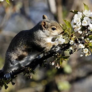 A squirrel sits on a branch of a cherry tree in a garden in London