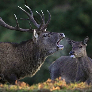 A stag calls during the rutting season at Bradgate Park in Newtown Linford